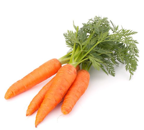 Carrot from Chile supplied by Exportadora San Alberto S.A. - Large Fresh Carrot
