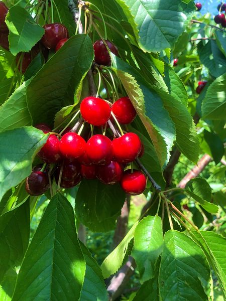 Cherry from 우크라이나 supplied by Sady Donbassa LLC - Red 신선 체리