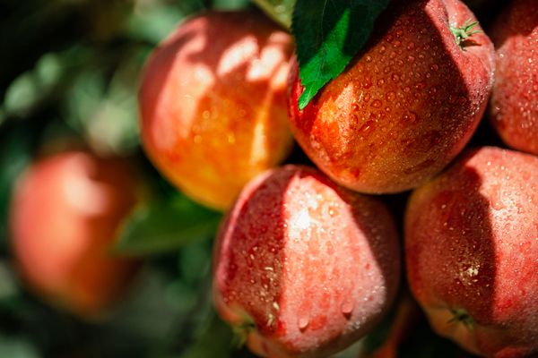 Fresh Apple from 몰도바 supplied by Mialex-Nord SRL - Mixed 신선 사과