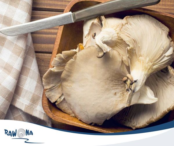 Oyster Mushroom from 폴란드 supplied by UPRAWA PIECZAREK Józef Piórko - Whole 느타리버섯