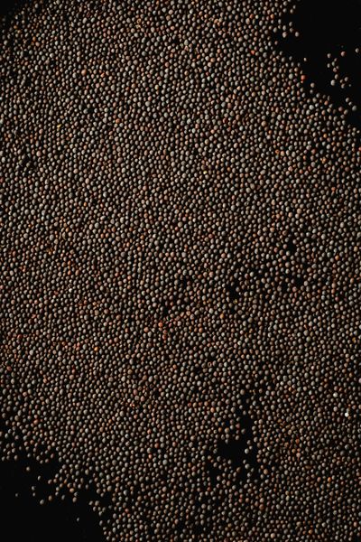 Black Mustard Seeds from 인도 supplied by Trapezium Commerce Private Limited - Indian Laha (=Indian Brown Mustard) 겨자씨