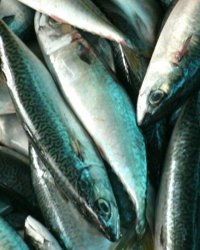 Mackerel from Egypt supplied by Midseas Corp - Korean Seerfish (=Korean Mackerel=Scomberomorus koreanus) Frozen Mackerel