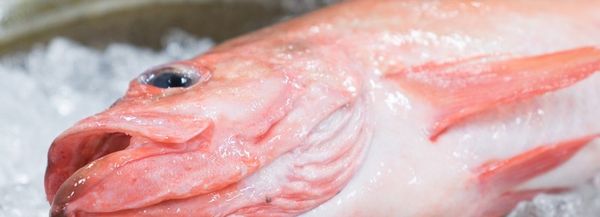 Cod from Iceland supplied by Hraðfrystihúsið-Gunnvör hf. - Fillet Frozen Cod