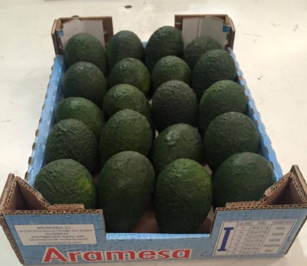 fresh avocado from 스페인 supplied by Mesbonsa S.l - Carton Box (=Cardboard Box) 신선 아보카도