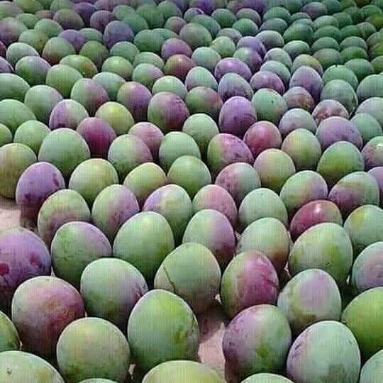 mango kent from 우간다 supplied by EES ORGANIC FOOD LIMITED - High Quality 신선 망고