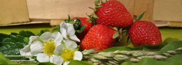 Fresh Strawberry from Netherlands supplied by Fresh Forward - Vivaldi Fresh Strawberry