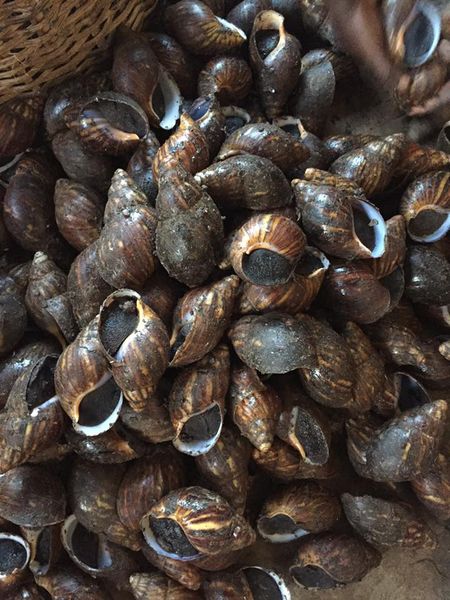 Snail from 나이지리아 supplied by Baylow Foods - Fresh 냉동 달팽이