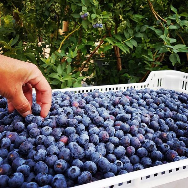 Blueberry from 포르투갈 supplied by WEPLANT in Portugal - Highbush - Biloxi 신선 블루베리