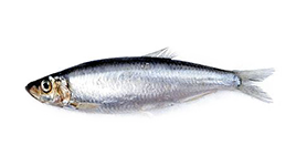 Fresh Sprat from 핀란드 supplied by Troolari Olympos Oy - Fresh (=Chilled=Raw) 냉동 스프래트