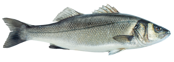 Fresh Seabass from 그리스 supplied by Galaxidi Marine Farm S.A. - European Bass (=Dicentrarchus labrax=Branzino) 냉동 농어