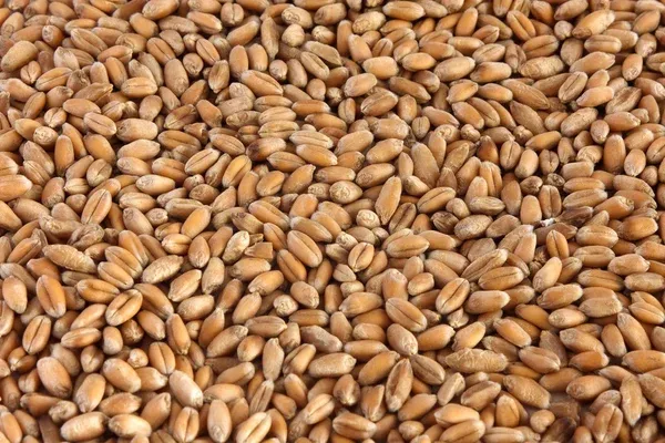 Wheat. from 우크라이나 supplied by LCC LANDGREIN - 그룹 A(=우량 밀) 소맥