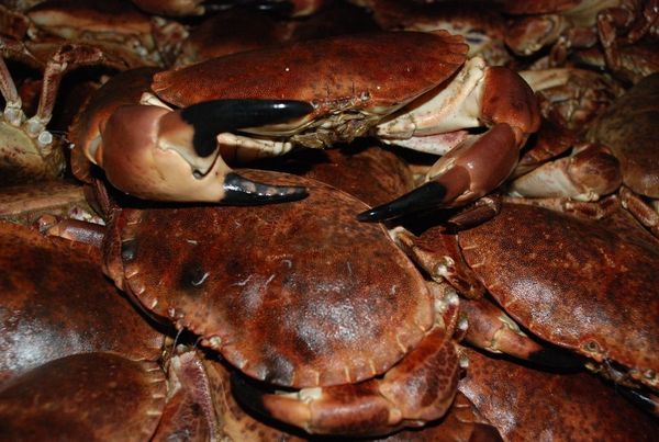 Live Crab from Ireland supplied by McBride Fishing - Rock Crab - Edible Rock Crab (=Cancer pagurus=Edible Crab=Brown Crab) Frozen Crab