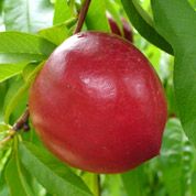 Nectarine from 남아프리카공화국 supplied by Graaff Fruit - Red Skin Color 신선 천도복숭아