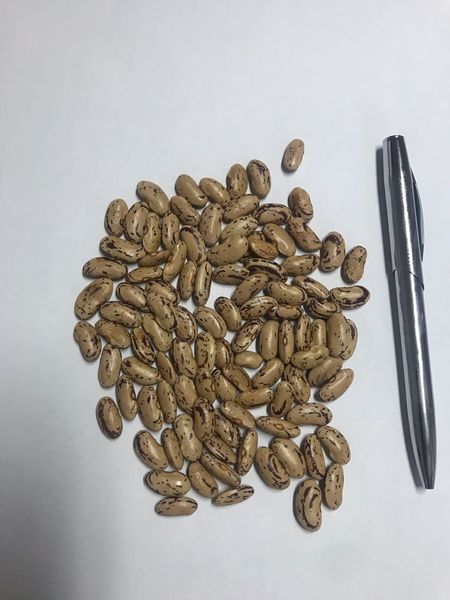 Beans from Mozambique supplied by Kilkea Agro - Red Speckled beans Sweet Red Beans