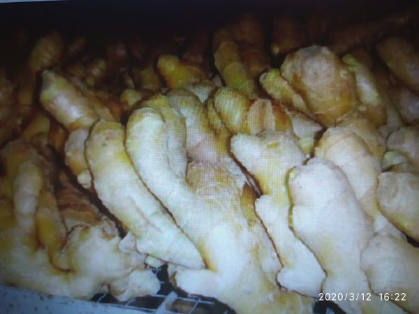 Fresh Ginger from Thailand supplied by PT. MEJEZ CENTENIAL CEMERLANG - Medium Mixed Seasoning