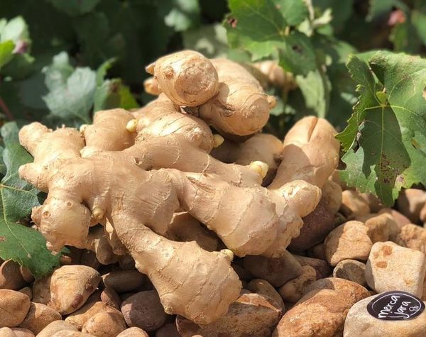 Ginger from Spain supplied by Mercajara - Whole Whole Ginger