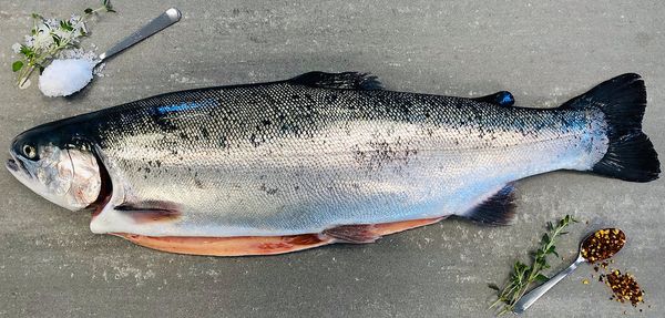 Rainbow Trout from 핀란드 supplied by Vettel OÜ - Seasoned - Marinated 냉동 송어
