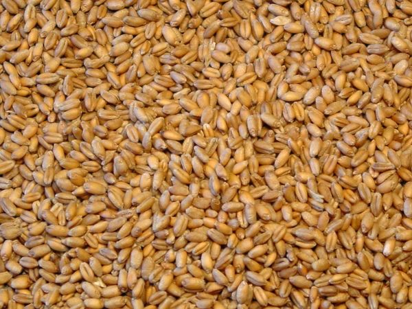 Wheat from 우크라이나 supplied by GFK COMPANY - Soft Wheat 소맥