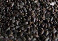 Basil seeds from 인도 supplied by Vinod Kumar Jain Agro Exim Pvt Ltd - Black 바질 씨