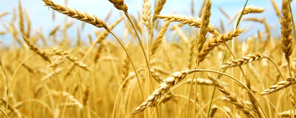 Wheat from 독일 supplied by Cargill Deutschland GmbH - Whole 소맥