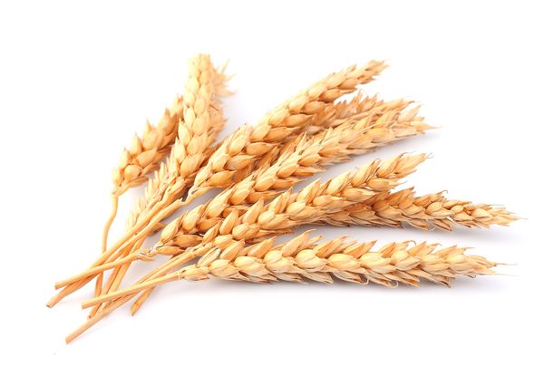 Wheat from Poland supplied by Agromi Karol Janicki - Whole Wheat