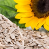 Sunflower Seed from 남아프리카공화국 supplied by Pakhouse Brands - Kernel 해바라기 씨