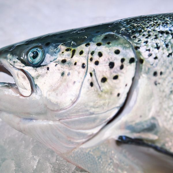 Salmon from Denmark supplied by Skagerak Salmon - Whole (=In The Round) Salmon