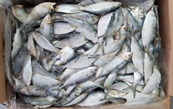 Frozen Herring from United States supplied by Silver Bay Seafood - Whole (=In The Round) Herring