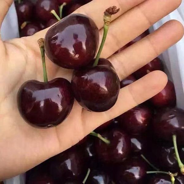 Cherry from 대만 supplied by JUN NONG CO., LTD. - Red 신선 체리