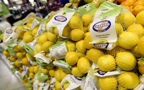Fresh Lemon from Uruguay supplied by Noridel S.A. - Eureka Fresh Lemon