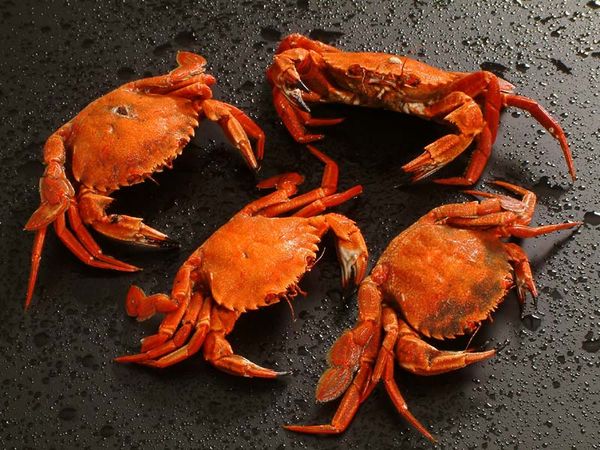 Crabs from United Kingdom supplied by A.G.D. Duff & Partners Limited - Fresh (=Chilled=Raw) Fresh Crab