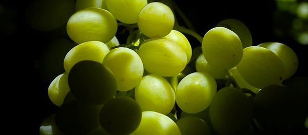 Fresh Grape from 칠레 supplied by Agrícola El Calvario - 생식용 포도 신선 포도