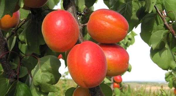 Fresh Whole Apricot from Spain supplied by SAT.FRUITA D'ALCARRAS 1268CAT - OP391 - Apricot - Traver Fresh Plum
