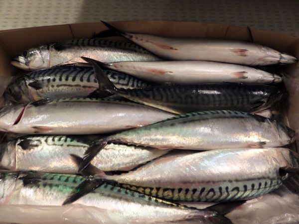 Frozen mackerel from 노르웨이 supplied by Vikomar AS - With Skin (=Skin On) 냉동 고등어