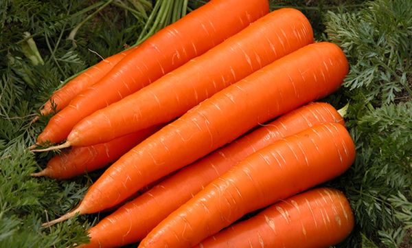 CARROTS from 우간다 supplied by Bunyonyi Food Stores Ltd - Bunched (=With Top) 신선 당근