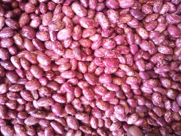 Kidney Bean - Red Speckled from 우간다 supplied by Mbeke Traders Ltd - Farmed 말린 일반 콩