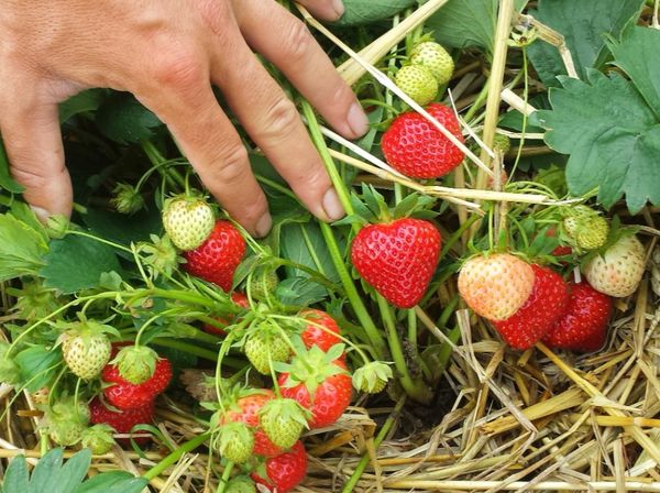Fresh Strawberry from Switzerland supplied by FELDHOF - Red Fresh Strawberry