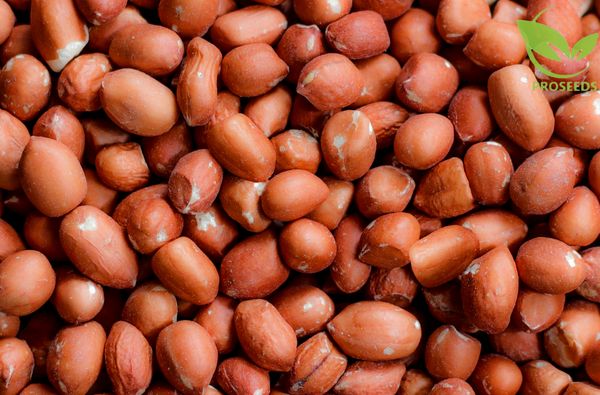 Peanut Kernel from Sudan supplied by Proseeds World Group - Spanish (=Red Skin) Peanut Kernel