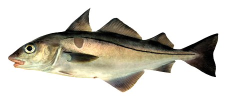 Haddock from United Kingdom supplied by Simpson Fish - Whole (=In The Round) Frozen Haddock