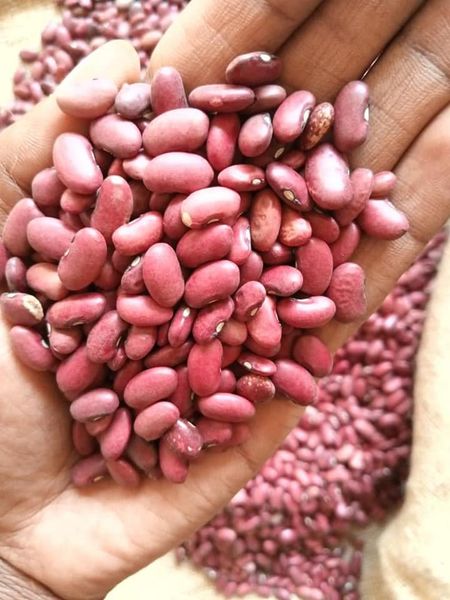 Kidney beans from 우간다 supplied by LINK N GLOBAL COMMODITY (U) LTD. - 신선 말린 강낭콩