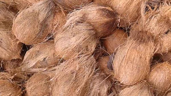 Coconut from 인도 supplied by Tidal imports & Exports - Fully Husked 기타 신선 코코넛