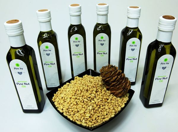 Pine Nut Oil from 몽골 supplied by Falke Ecology LLC - Glass Jar (=Glass Bottle) 잣기름