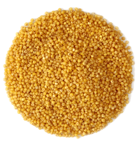 Millet from United States supplied by McGeary Grain, Inc - Yellow Millet