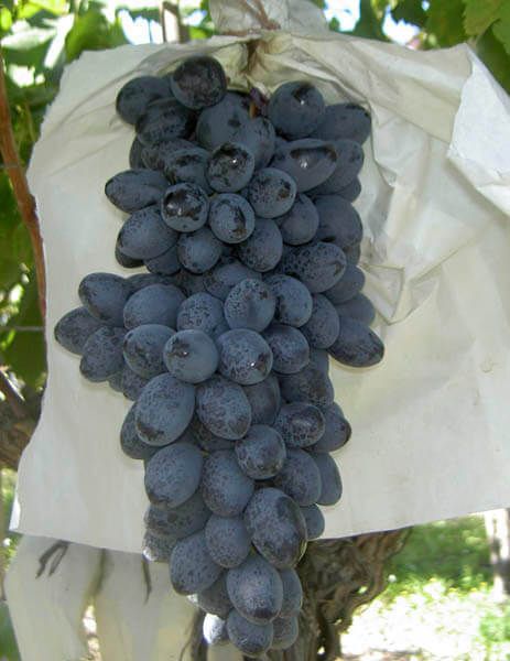Fresh Whole Pearl Grape from 스페인 supplied by COOP. V. AGRÍCOLA DE MONFORTE DEL CID - Black Pearl 신선 포도