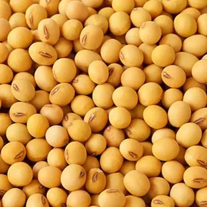 Organic Non-GMO Soy beans from South Africa supplied by Tabu Food - Round Soybean