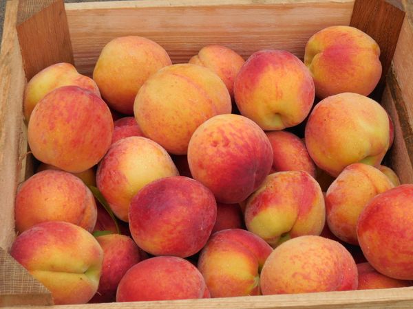 Peach from United States supplied by Bream Orchards LLC - Loring Fresh Peach