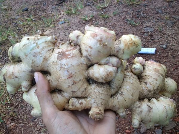 Vietnam fresh ginger - Elephant ginger- Jahe Merah from Vietnam supplied by T & T AGRI IMPORT EXPORT CO ., LTD - High Quality Whole Ginger