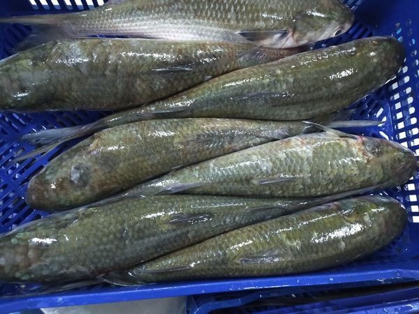 Gray Mullet from 모로코 supplied by DERHEM  SEAFOOD - Whole (=In The Round) 숭어(Grey Mullet)