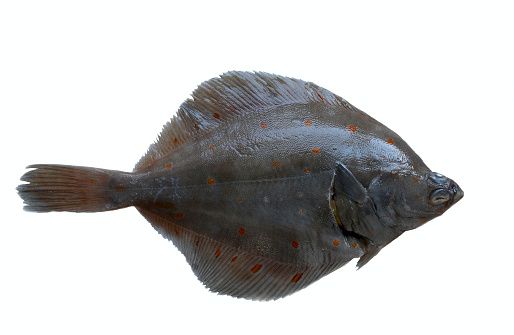 Fresh Flounder from 노르웨이 supplied by TOBØ FISK AS - Fresh (=Chilled=Raw) 냉동 도다리