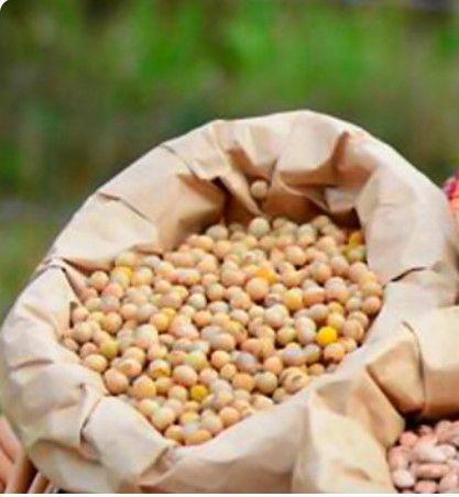 Soybean from 브라질 supplied by Cooperativa Reg. Agrop. Vale do Itajaí (Cravil) - Dried (=Dehydrated) 대두